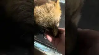Корм в последнюю очередь