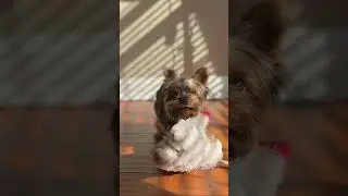 When you have a dog named Birkin