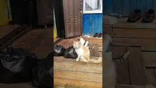 Ветерок,Наслаемся Летом с Котиками