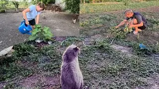 Пожарили, замариновали и пролили