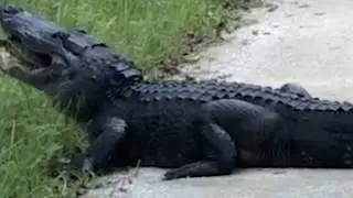 The sound this alligator makes while chomping down on a turtle is absolutely horrific