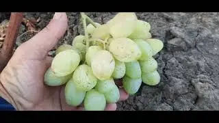 ГФ Винограда БЕЗЫМЯННЫЙ и АЛЫЕ ПАРУСА (Калугин В.М.). 13.09.2023г.