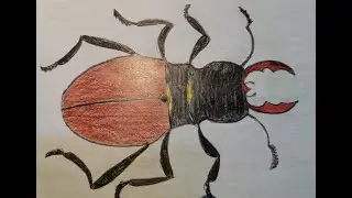 Рисуем жука с дошкольниками.