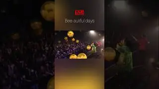 Kizu — Bee-autiful days 