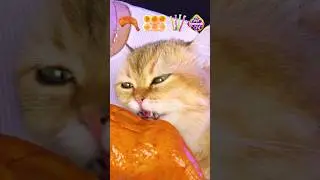 ASMR Eating Chicken Leg, Jello 