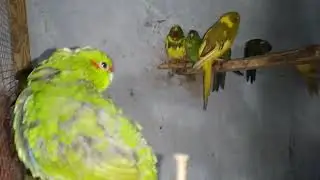 Зимний обзорчик попугайчиков.