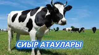 СИЫРДЫҢ АТАУЛАРЫ БҰРЫН БІЛМЕППІН, Осыдан кейін Сиырды толық білемін, Керек арнасы