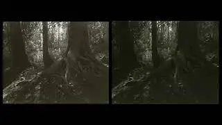 The Carbon Print & A Low Contrast Negative Encore!