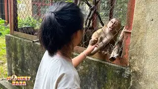 Surprise Visit: Quynh Reconnects with Monkey Kaka and Mit after a Long Time