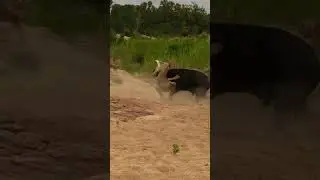 Rodeo gone wrong!