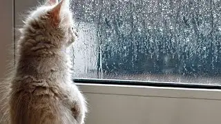 Спорим? Ты уснёшь за 5 минут!Я был Шокирован 3 часа ! Дождь для Сна 😴 😴 😴