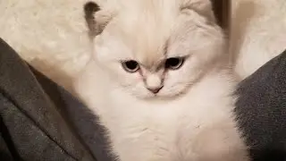 CAT Stream! For Charity!!