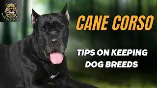 Best way to care for cane corso dogs you need to know !