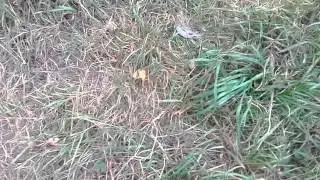 Вызов Тики Тоби часть 2