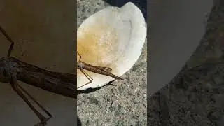 huge bug from beach with stinger!