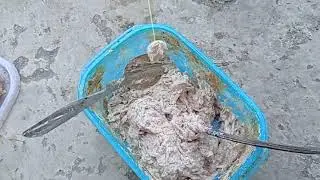Umpan jitu Galatama Lele Terbukti Gacor Kawan, Otot Sapi Umpan Yang Sering Di gunakan Biang Kerok