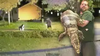 Homem mata filho da namorada por causa de répteis roubados