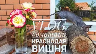 VLOG Краснодар/ Сбор вишни.