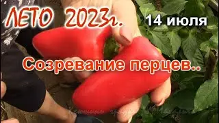 Первый урожай. Начало созревания перцев.