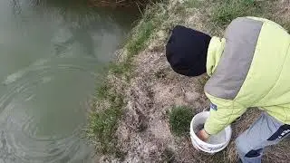 Зарибнення невеличкого ставочка маленькою краснопіркою.