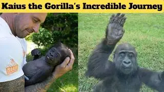 Second Chance at Life: Kaius the Gorilla's Incredible Journey