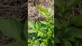 Биогумус Янгибозор Хоразм Биогумуснинг самарасини куриш учун экиб курамиз 99 628 05 77