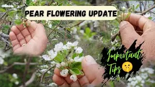 Pear🍐Flowering🌺Update || 2024 ||