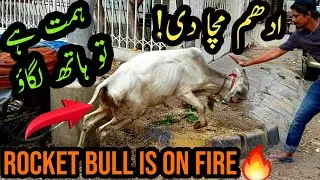 Out of Control Bull Ne Pagal Kar Diya! UNLOADING Ke Bad UDHAM Machadi! Bakra Eid Special Qurbani Cow