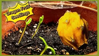 Growing a Yellow Dragon Fruit
