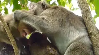 Poor Monkey Janet Screaming Loudly | Jane Beat Janet Break Milk Janna