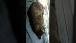 But Link Doesn't Want To Go To School!!! #link #sleeping #cat #kitty #cute #adorable #cutie #fur