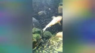 Freshwater aquarium clams from @Father Fish 🧙‍♂️🐟