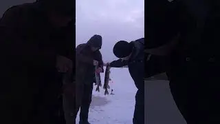 ВАЛЕТНИКИ рыбалка Калининградская область #shorts #зимняярыбалка #рыбалканажерлицы #валетники