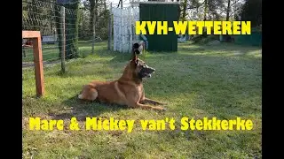 Mickey van't Stekkerke & Marc - INSTA360 - Koninklijke Verdedigingshond Wetteren KVH #9