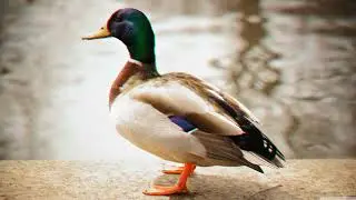 Duck Quack Ringtone
