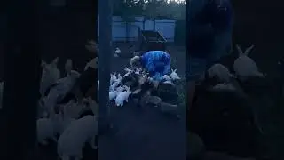 Батины кролики время ужинать))