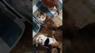 Красивые котики     