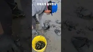우럭조개 맛나쥬
