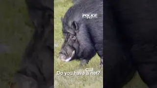 Piggie Pie 