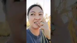 Epekto ng tagtuyot pati tanim na palay apektado! #vlog #farming #farmer #harvest @DiskartengG