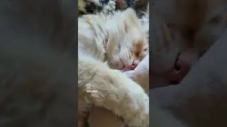 #cat #спасение_кота #котики