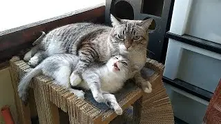Как два голубца