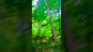 Forest 🌳🌴🌳 جنگل میں گھومنے کا مزہ ہی آلگ ھے ۔.#shortvideo #instagram #instagram #foryou #viral #art