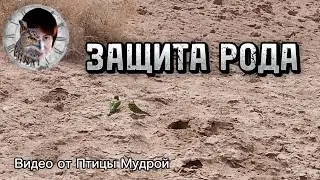 Как получить и активизировать защиту Рода