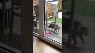 К Тайсену приходил сосед 😀😉😉