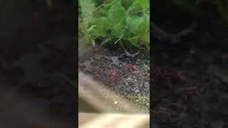 Карликовые лягушки едят 