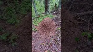 #муравейник