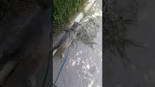 Ищет своих сородичей.