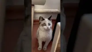 Cats #shorts #2023 #memes #funny