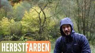 Waldfotografie HERBSTFARBEN